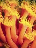 Belau Tube Coral Photographic Print by Frank Burek