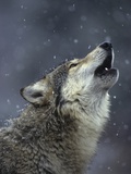 Gray Wolf Howling in Snowfall Photographie par Daniel Cox