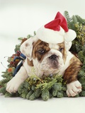 Bulldog Wearing Santa Claus Hat Photographic Print by Larry Williams