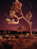 Meteor Trails and Joshua Trees Photographic Print by Richard Cummins