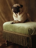Pug Sitting on Stool Photographic Print by Alen MacWeeney