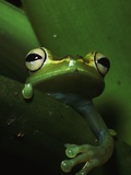 Green Tree Frog in Green Leaves Photographic Print by Joe McDonald