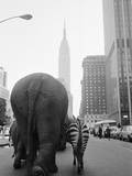 Circus Animals on 33rd Street Fotografisk trykk av Bettmann Circus Animals on 33rd Street Fotografisk trykk av Bettmann