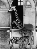 Giraffe Family and Zebra Photographic Print