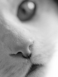Cat's Mouth Photographic Print by Henry Horenstein Cat's Mouth Photographic Print by Henry Horenstein