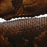 Duckbill Dinosaur Teeth in Jaw Photographic Print by Louie Psihoyos
