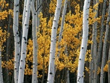 Yellow Leaves and White Tree Trunks Photographic Print by Pat O'Hara
