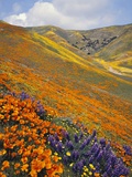 Hillside Wildflowers in Bloom Photographie par Craig Tuttle