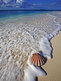 Scallop Shell in the Surf Photographic Print by Martin Harvey