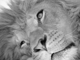 Lion's Face Photographic Print by Henry Horenstein