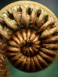 Close-up of Fern Fiddlehead Photographie par Richard A. Cooke