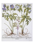 Geranium Muscatum Giclee-trykk av Basil Besler Geranium Muscatum Giclee-trykk av Basil Besler