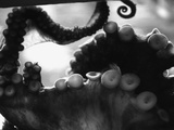 Tentacles of Octopus Fotografie-Druck von Henry Horenstein