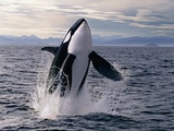Breaching Killer Whale Fotografisk trykk av Tom Brakefield Breaching Killer Whale Fotografisk trykk av Tom Brakefield
