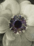 Color Middle Photographic Print by David Roseburg