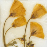 Papaver III Photographic Print by David Roseburg