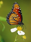Monarch Butterfly on Flower Fotografisk tryk af Richard Cummins Monarch Butterfly on Flower Fotografisk tryk af Richard Cummins
