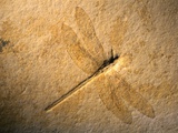 Late Jurassic Dragonfly Fossil Photographic Print by Layne Kennedy