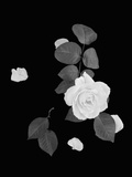Rose and Leaves Photographic Print by Robert Levin