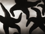 Group of Starfish Photographic Print by Henry Horenstein