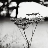 Queen Anne's Lace Flower Photographic Print by Ariel Ruiz I Altaba