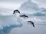 Adelie Penguins Jumping into Ocean Fotografie-Druck von Tim Davis