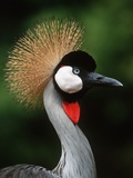 Grey Crowned Crane Photographic Print by Martin Harvey