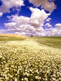 Daisies Covering a Field Under Puffy Clouds Photographie par Craig Tuttle