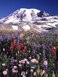 Flowers before Mount Rainier Photographic Print by Craig Tuttle