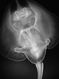 Bottom View of a Stingray Photographic Print by Henry Horenstein