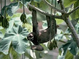 Female Brown-Throated Three-Toed Tree Sloth Photographic Print