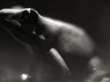 Frog Lámina fotográfica por Henry Horenstein