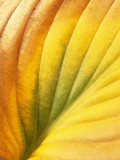 Hostas, also known as Plantain Lily and Funkia Photographic Print by David Roseburg