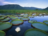 Royal Water-Lilies in the Pantanal Lámina fotográfica por Theo Allofs Royal Water-Lilies in the Pantanal Lámina fotográfica por Theo Allofs