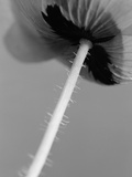 Poppy 10 Photographic Print by David Roseburg