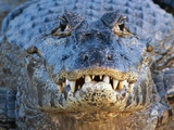 Adult Spectacled Caiman in Brazil Photographie par Theo Allofs