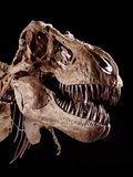 Skull of Tyrannosaurus Photographic Print by Louie Psihoyos