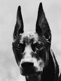Head of Doberman Pinscher Photographic Print by Henry Horenstein