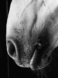 Nose of Lippizaner Stallion Photographie par Karen Tweedy-Holmes