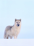 Gray Wolf in Snow Fotografie-Druck von Jeff Vanuga