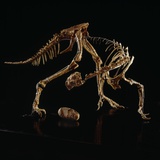 Oviraptor Skeleton and Fossil Egg Photographic Print by Louie Psihoyos