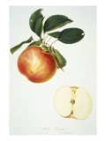 Mela Panaja Giclee Print by Bernard Rosaspina