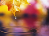 Water Dropping from Maple Leaf Photographic Print by Craig Tuttle