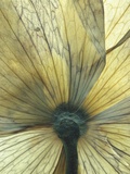 Translucent Petals 8 Photographic Print by David Roseburg