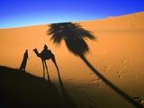 Shadow of Camel and Palm Tree Photographic Print by Martin Harvey