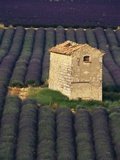 Stone Structure in Lavender Field Photographic Print by Bryan F. Peterson