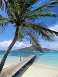 Palm Tree Hanging Over Beach Dock Photographie par Macduff Everton