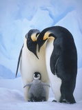 Tim Davis - Emperor Penguins with Chick Fotografická reprodukce