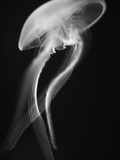 Floating Jellyfish Fotografie-Druck von Henry Horenstein