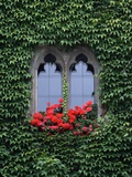 Window of Regensburg Town Hall Photographic Print by Adam Woolfitt